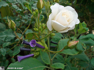 8890_Lochroma_Rose_blanche