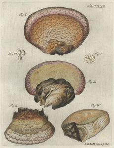 schaefferi_plate1