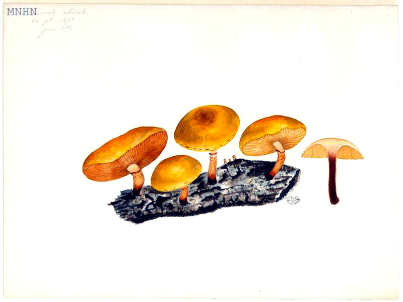 89 Flammula alnicola Pholiota highlandensis