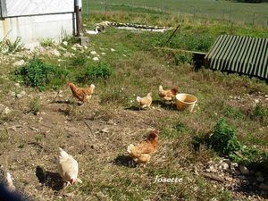 003 des poules heureuses