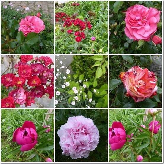 jardin 22 mai 2020
