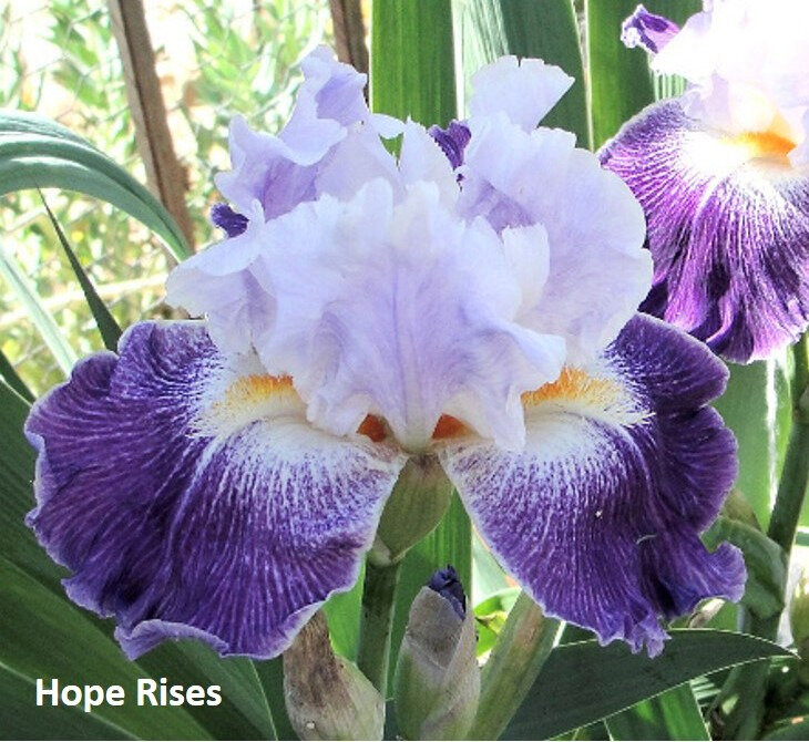 iris Hope Rises