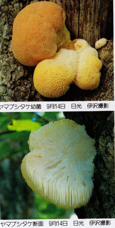 Hericium erinacem IOH p 433 b