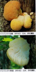 Hericium erinacem IOH p 433 b