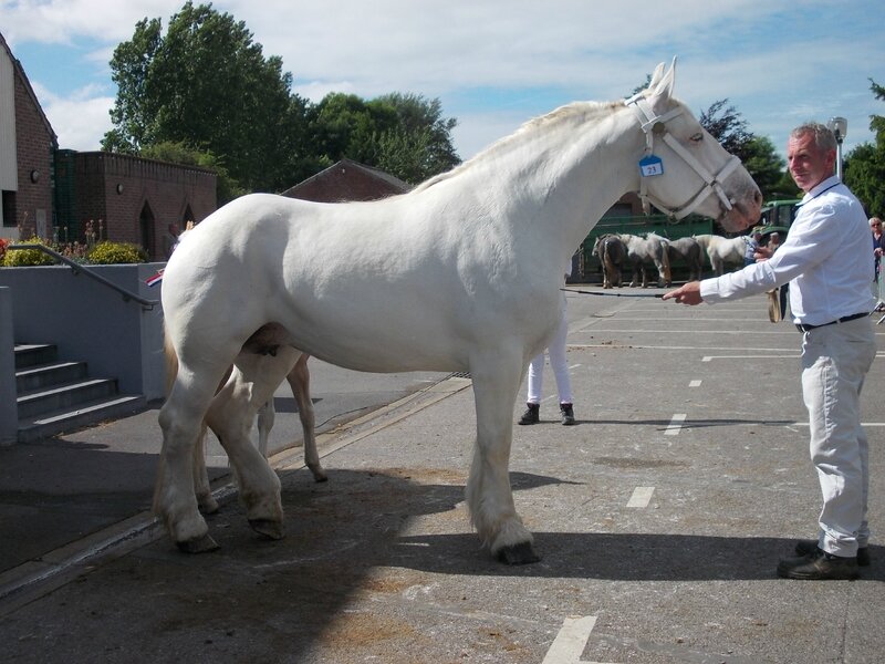 Betty de l'Ecurie - 21 Juin 2016 - Concours d'élevage local - Thérouanne - 3e (Jeunes Suitées)