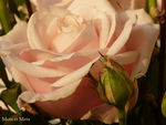 Rose_2