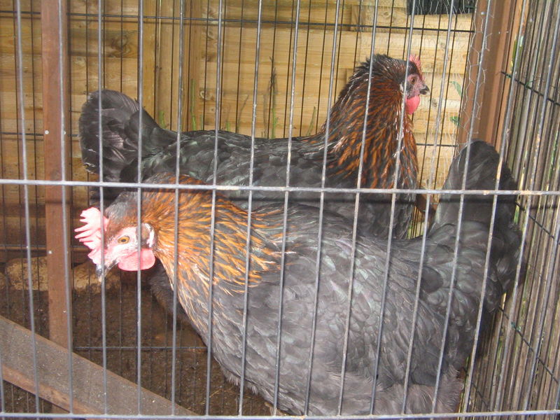 Cocodi et Cocoda-