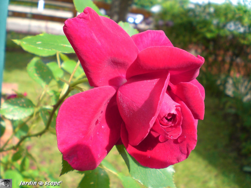 Rose 'Red parfum'
