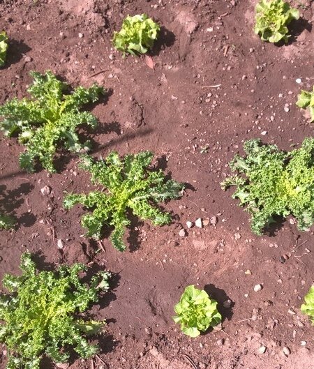 fin juillet 2017 le carré de salade