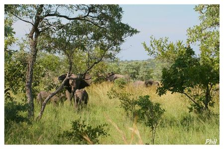 Kruger brousse et elephants