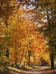 automne-arbre-foret-fontainebleau