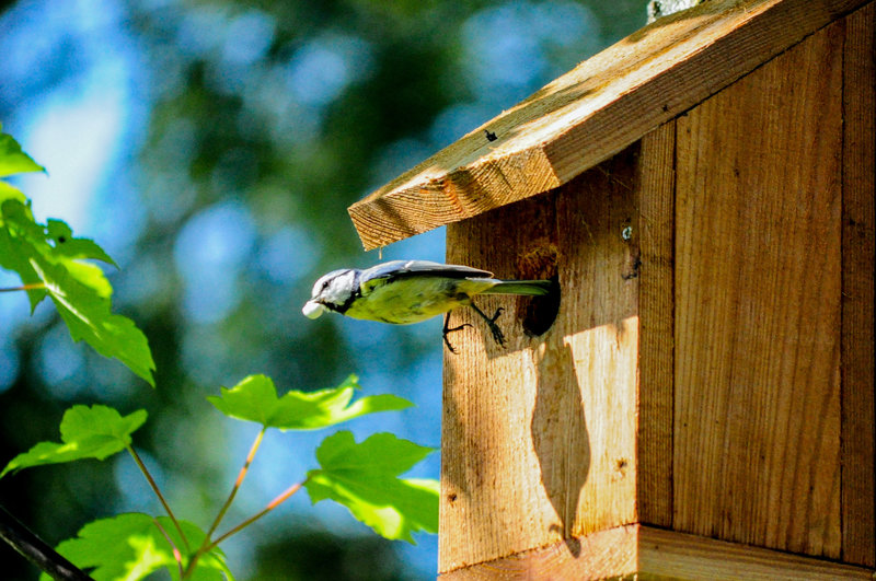 mésange bleue 003