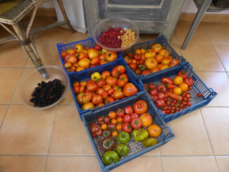 4-tomates (1)