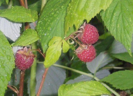 FRAMBOISES_RASPBERRIES_2