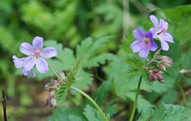 Geranium 'Prélude'