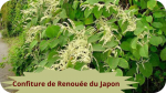 34 RENOUEE DU JAPON(5)Confiture de Renouée du Japon-modified