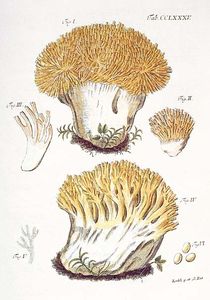 Schaeffer_Tavola