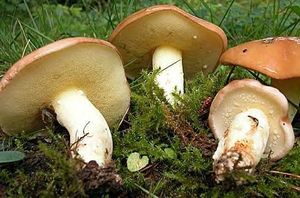 Bolet_granul_4