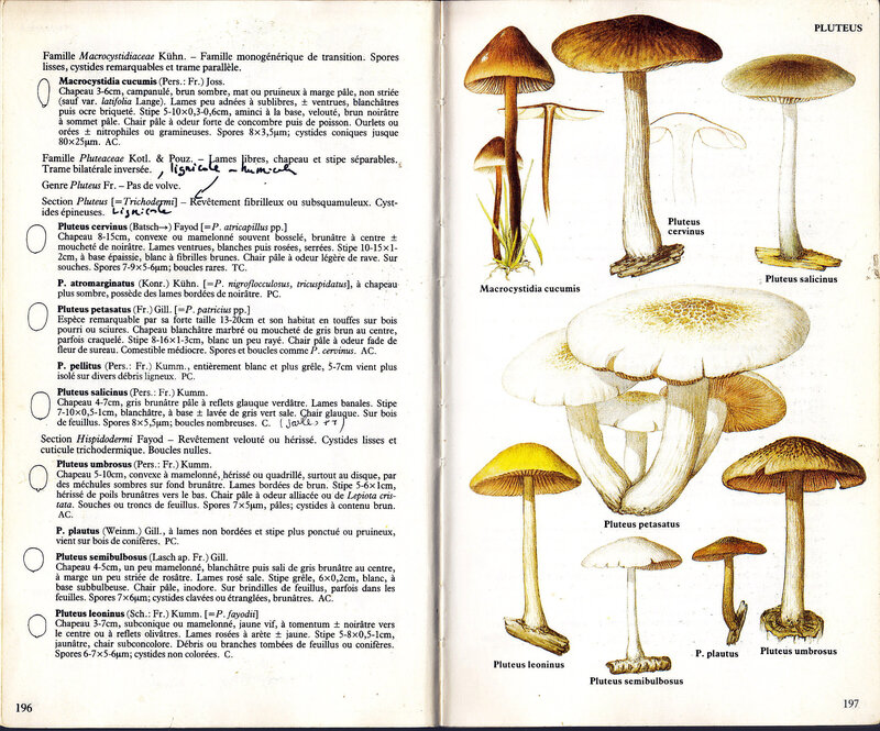 Pluteus pellitus_0001