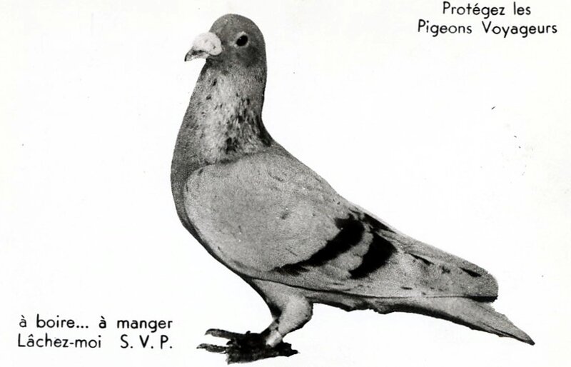 1920-05-15 - Pigeon voyageur