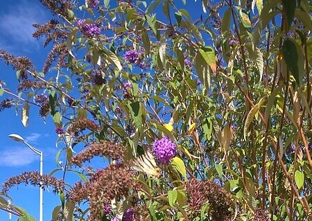 fin juillet 2017 buddleia et papillons 2