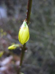 7_mars_2011_001