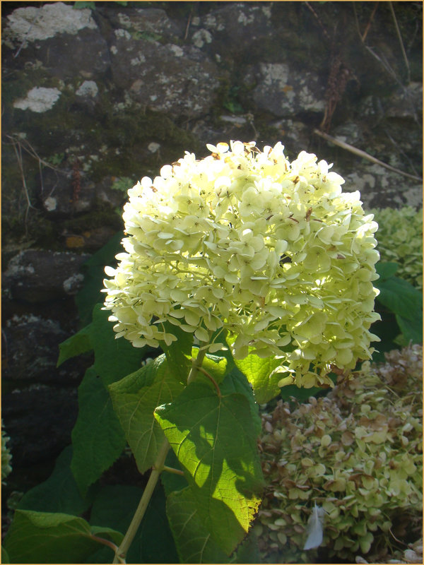 hortensblancs