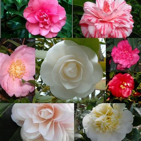 collage_camellia