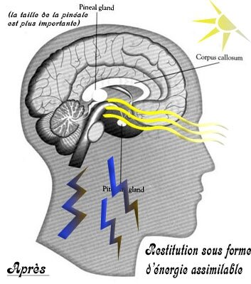 pituitarygland_pop copie2