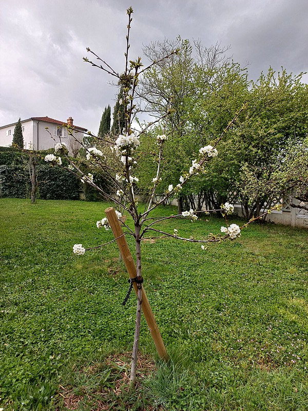 20230401 cerisier