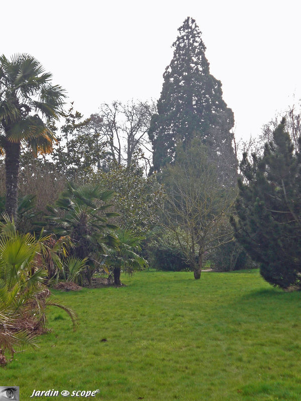 Sequoiadendron giganteum buchh • Séquoia géant • F/ Taxodiaceae