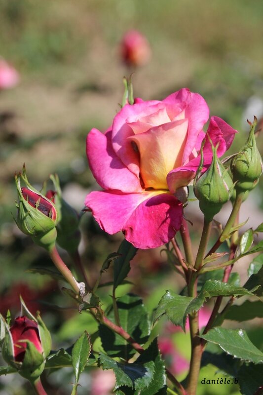 RoseJPN°34