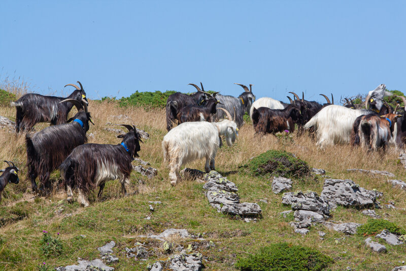 chèvres des Pyrénées