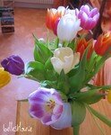 tulipe4
