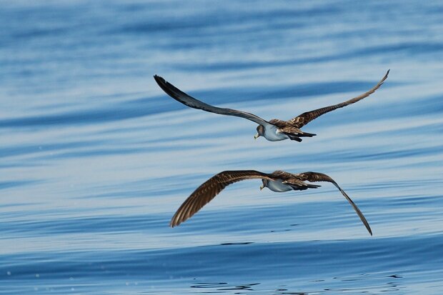 vol puffins en miroir