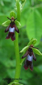 ophrys_mouche
