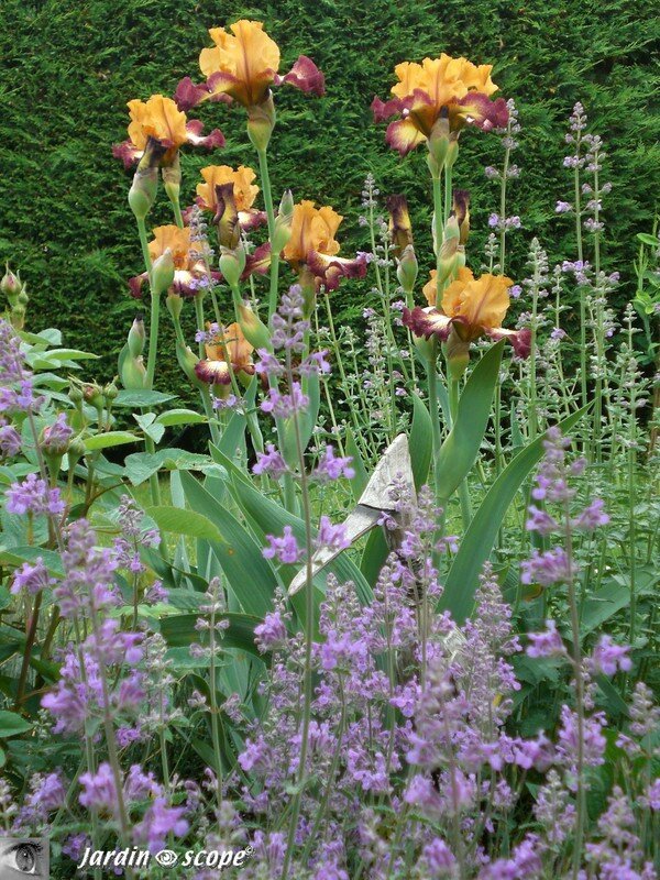 Iris Flamenco 