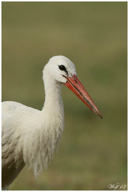 cigogne13-06