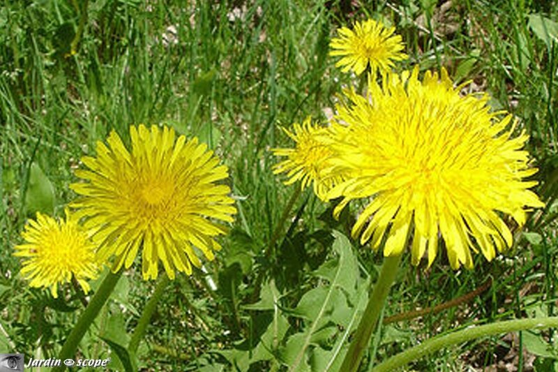 Pissenlit • Taraxacum officinale
