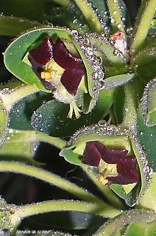 Euphorbe_characias et_perles de pluie