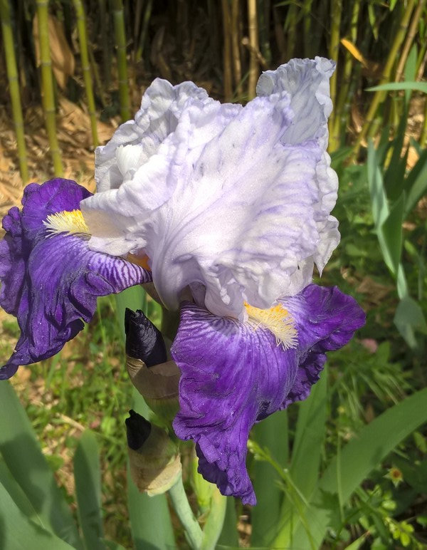 202105 iris 06