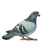 pigeon