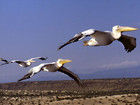 pelicans_blancs_140x105