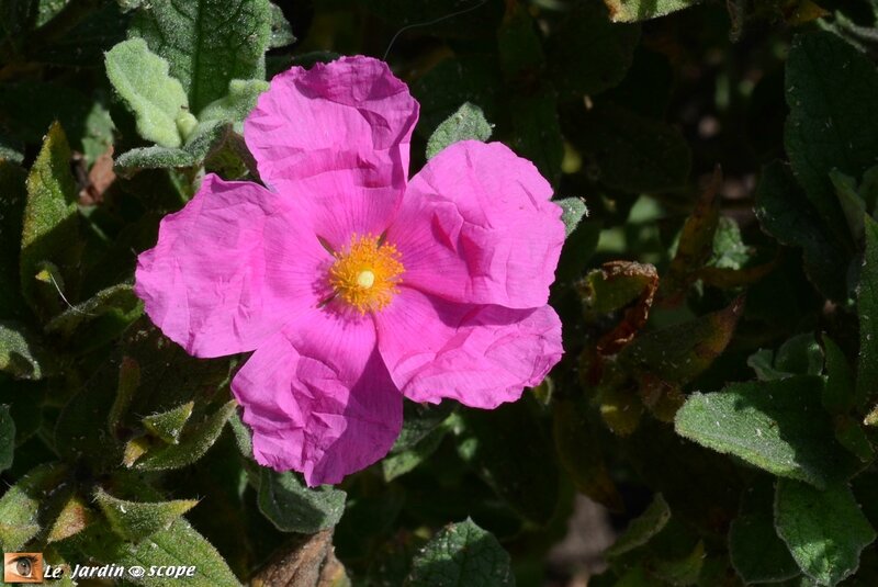 Cistus-albidus