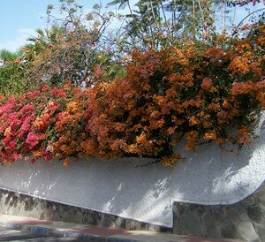 Puerto_de_la_Cruz_bougainvilliers2