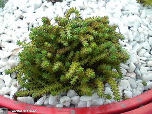 Sedum nain sexangulare