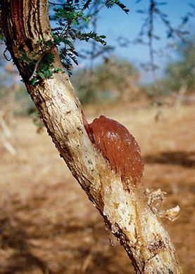 Acacia-senegal-GUM_