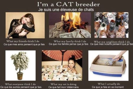 Cat Breeder copie