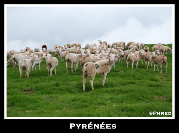 transhumance 2008 298