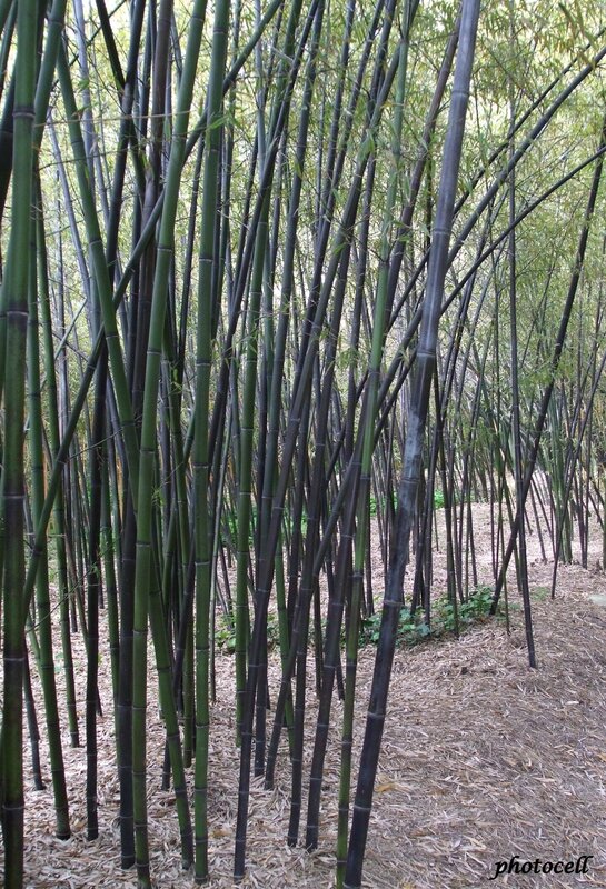 bambous noirs